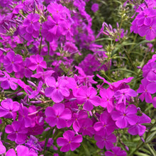 Phlox x Wanda 1G