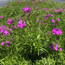 Phlox x Wanda 1G