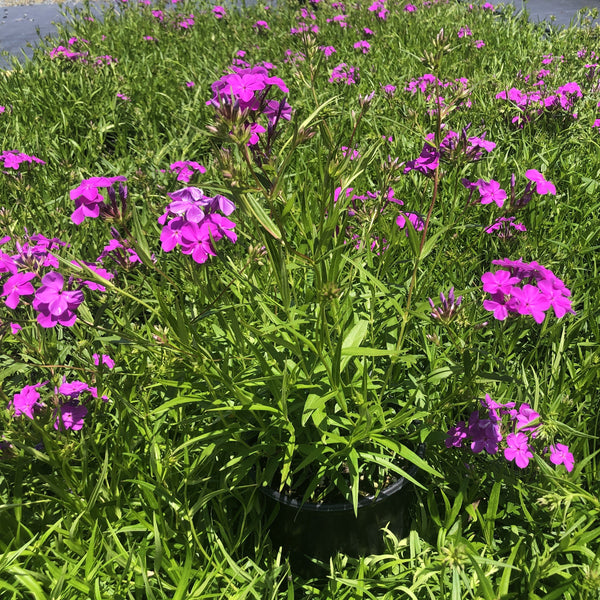Phlox x Wanda 1G