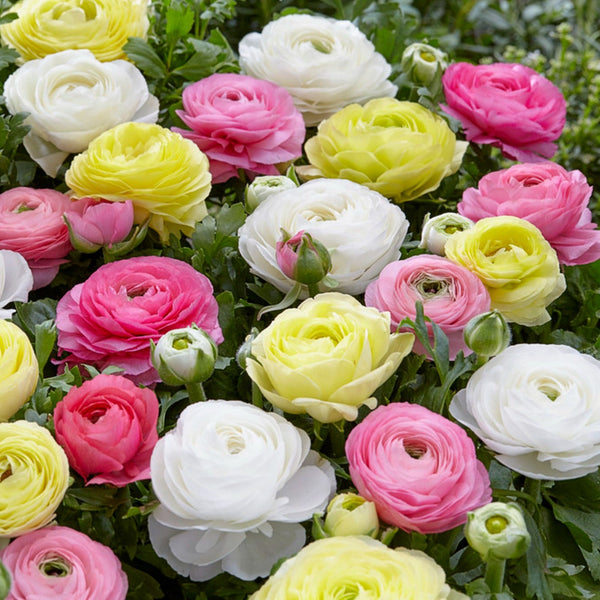 Ranunculus - Tecolote Pastel Mix: 10 Corms