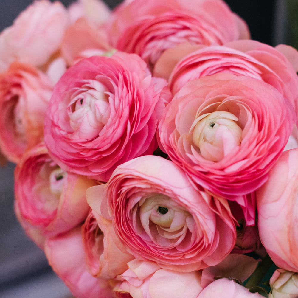 Ranunculus - Tecolote Pink: 10 Corms