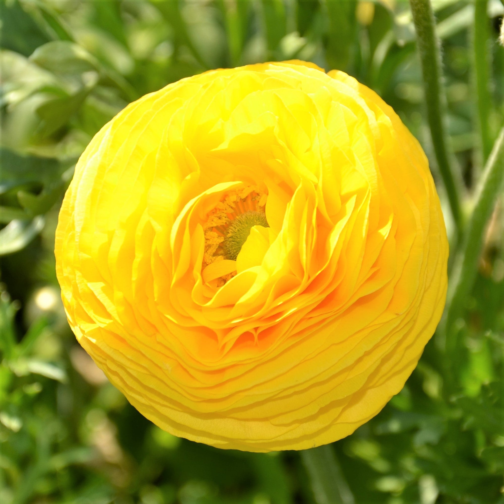 Ranunculus - Tecolote Rainbow Mix: 10 Corms