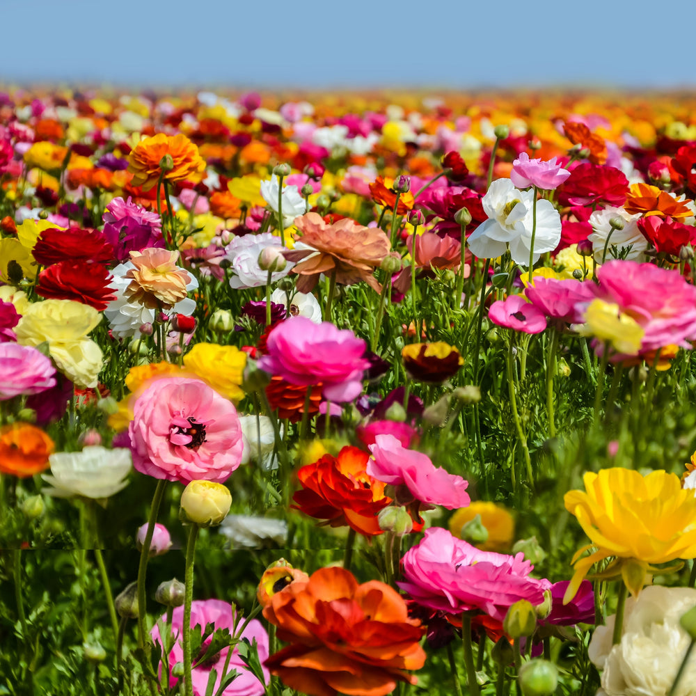 Ranunculus - Tecolote Rainbow Mix: 10 Corms