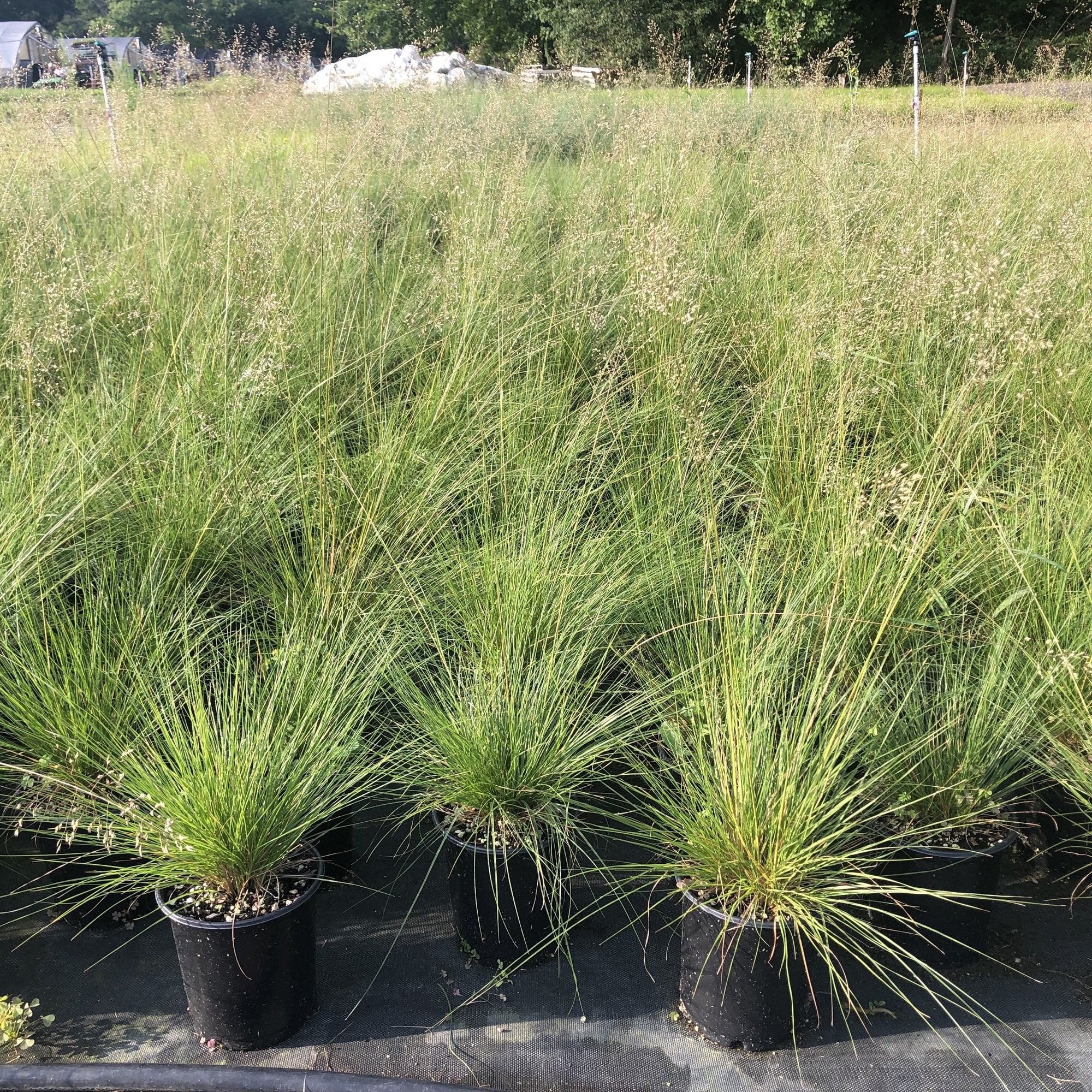 Sporobolus heterolepis 1G
