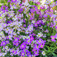 Stock Mix Seed