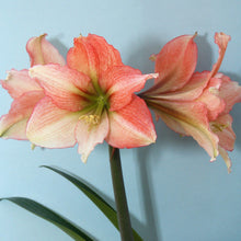 Amaryllis - Tinkerbell: 1 Bulb