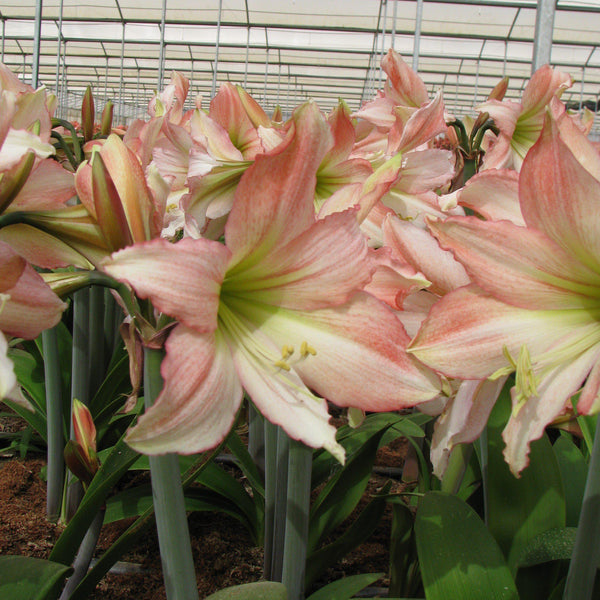 Amaryllis - Tinkerbell: 1 Bulb