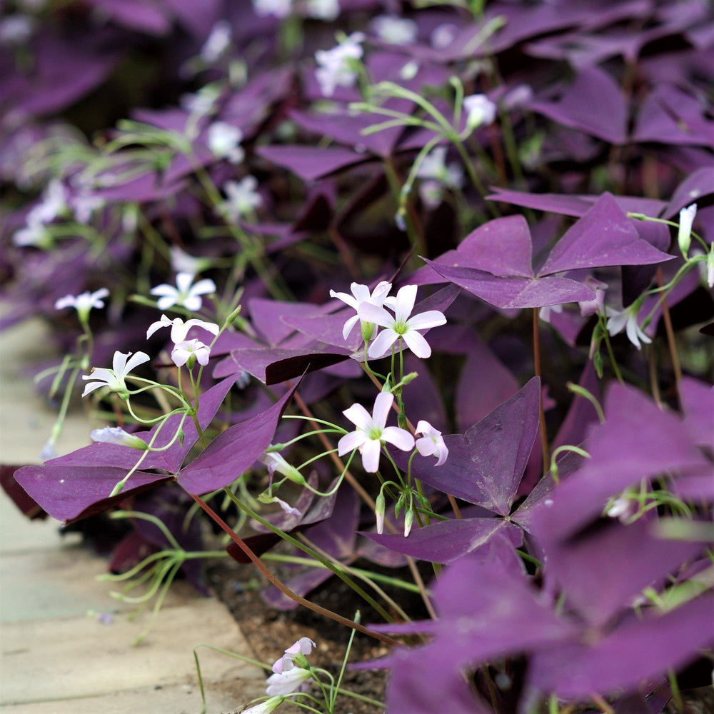 Oxalis - Triangularis Purple Shamrocks: 20 Bulbs