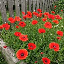 Wild Poppy Seed