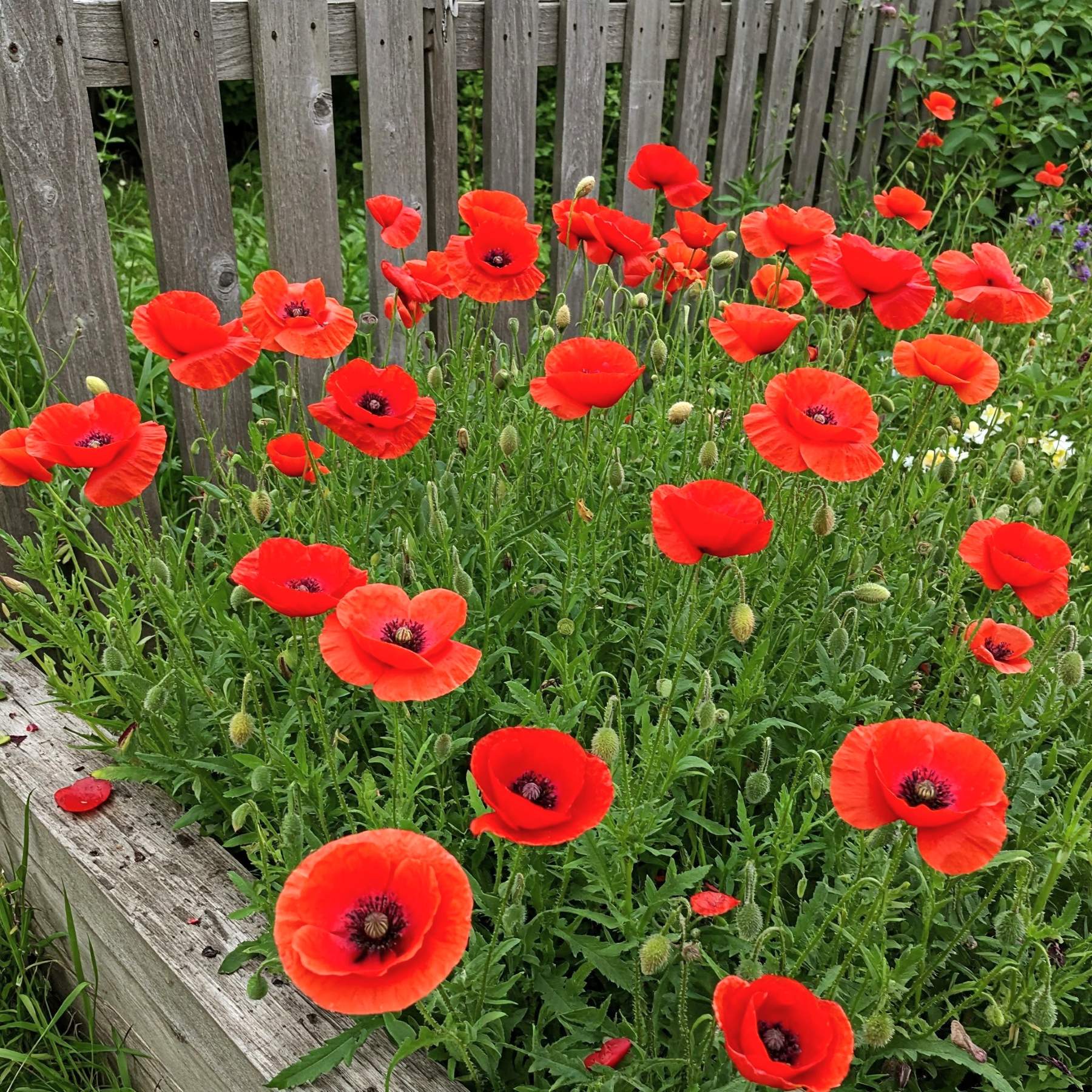 Wild Poppy Seed