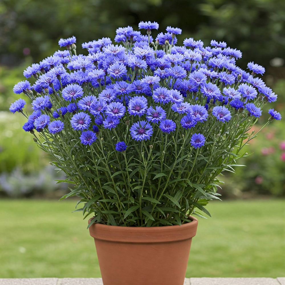 Wild Cornflower Seed