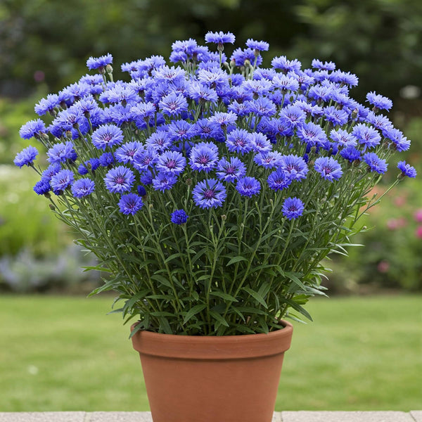 Wild Cornflower Seed
