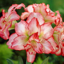 Amaryllis - Double Record: 1 Bulb