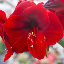 Amaryllis - Ferrari Red: 1 Bulb