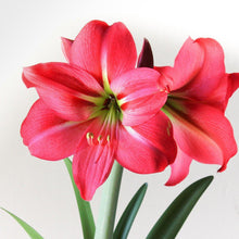 Amaryllis - Pink Flush: 1 Bulb