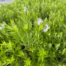 Amsonia illustris 1G