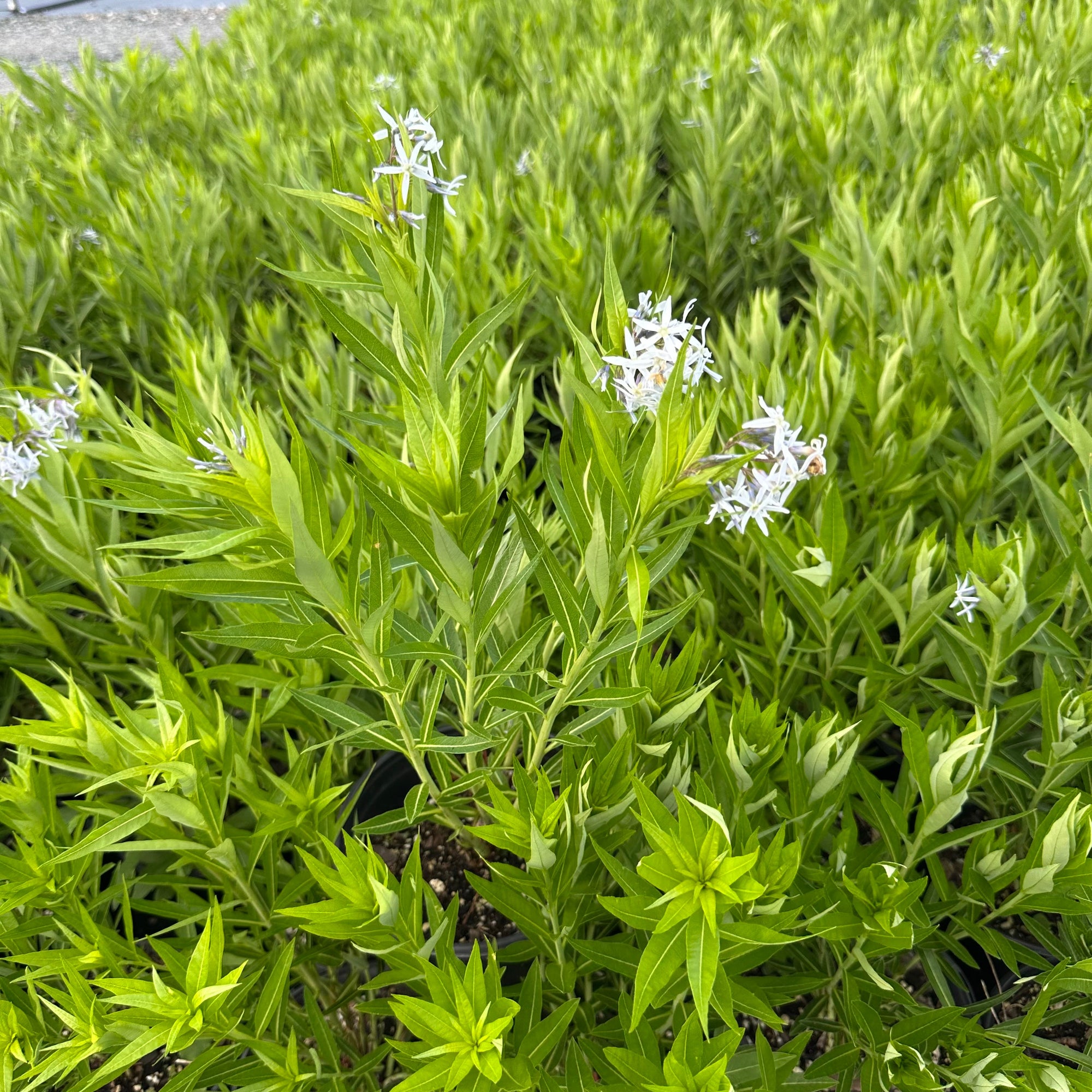Amsonia illustris 1G