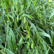 Chasmanthium latifolium 1G