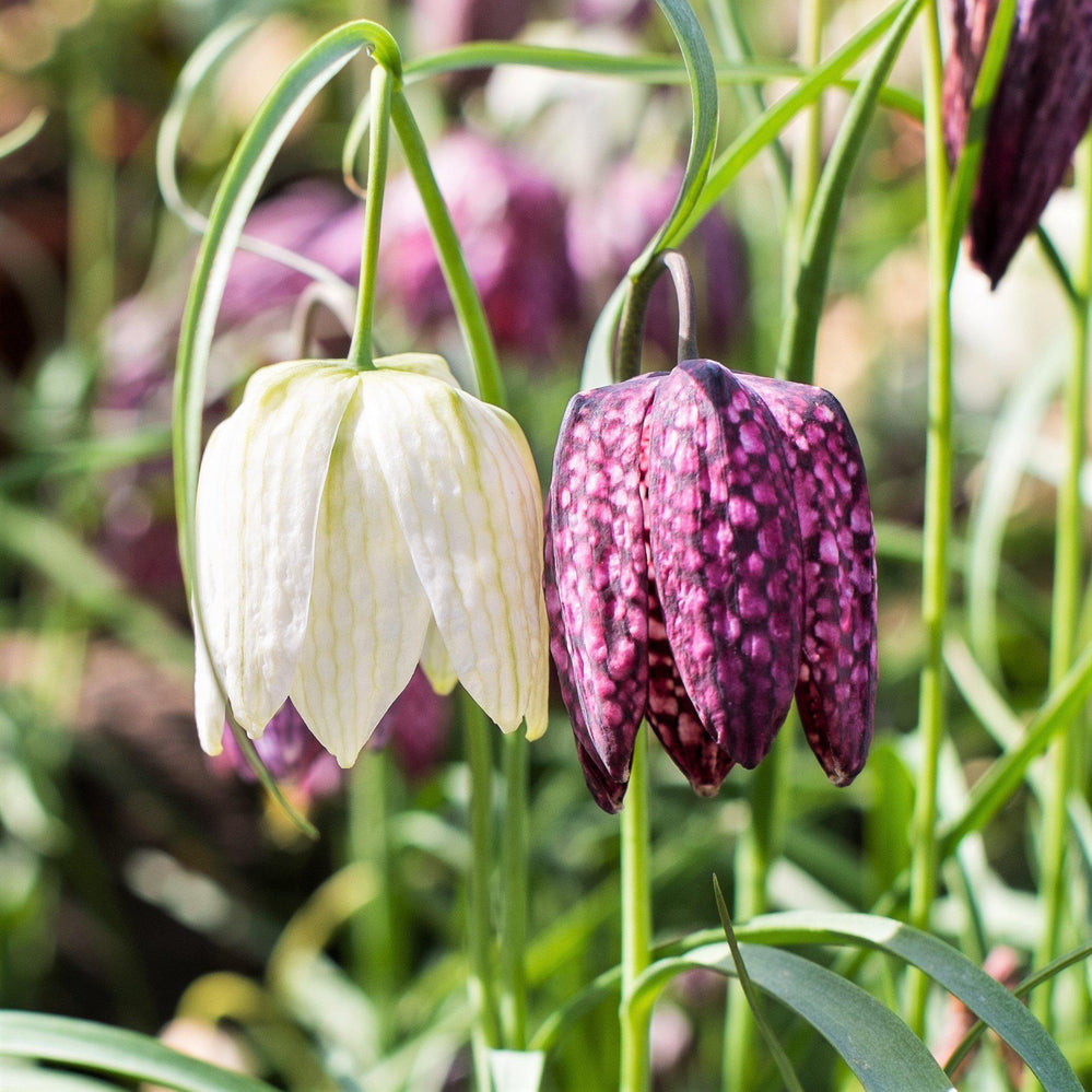 Fritillaria - Checkmate Mix: 50 Bulbs