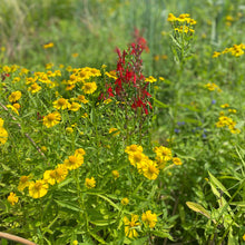 Helenium autumnale 1G