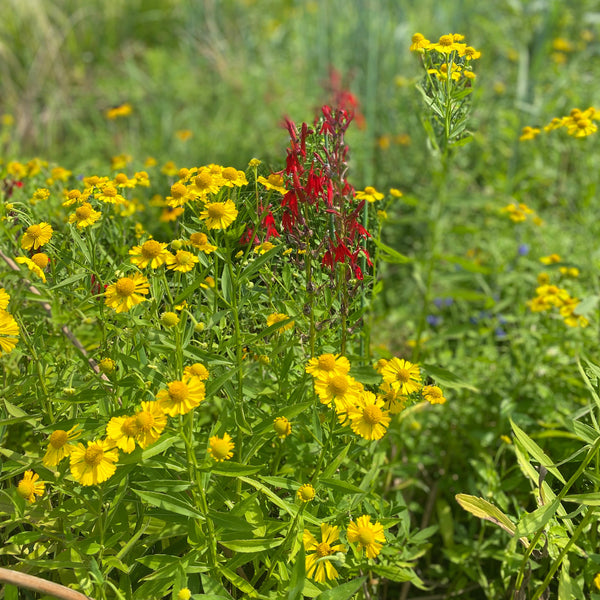 Helenium autumnale 1G
