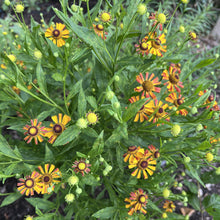 Helenium x Loysder Wieck 1G