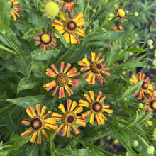 Helenium x Loysder Wieck 1G