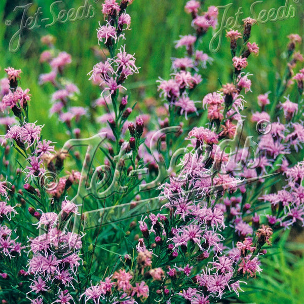 Liatris aspera 1Q