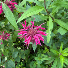 Monarda x Judith's Fancy Fuchsia 1G