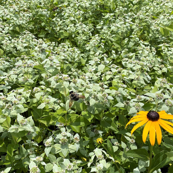 Pycnanthemum muticum 1G
