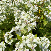 Pycnanthemum muticum 1G