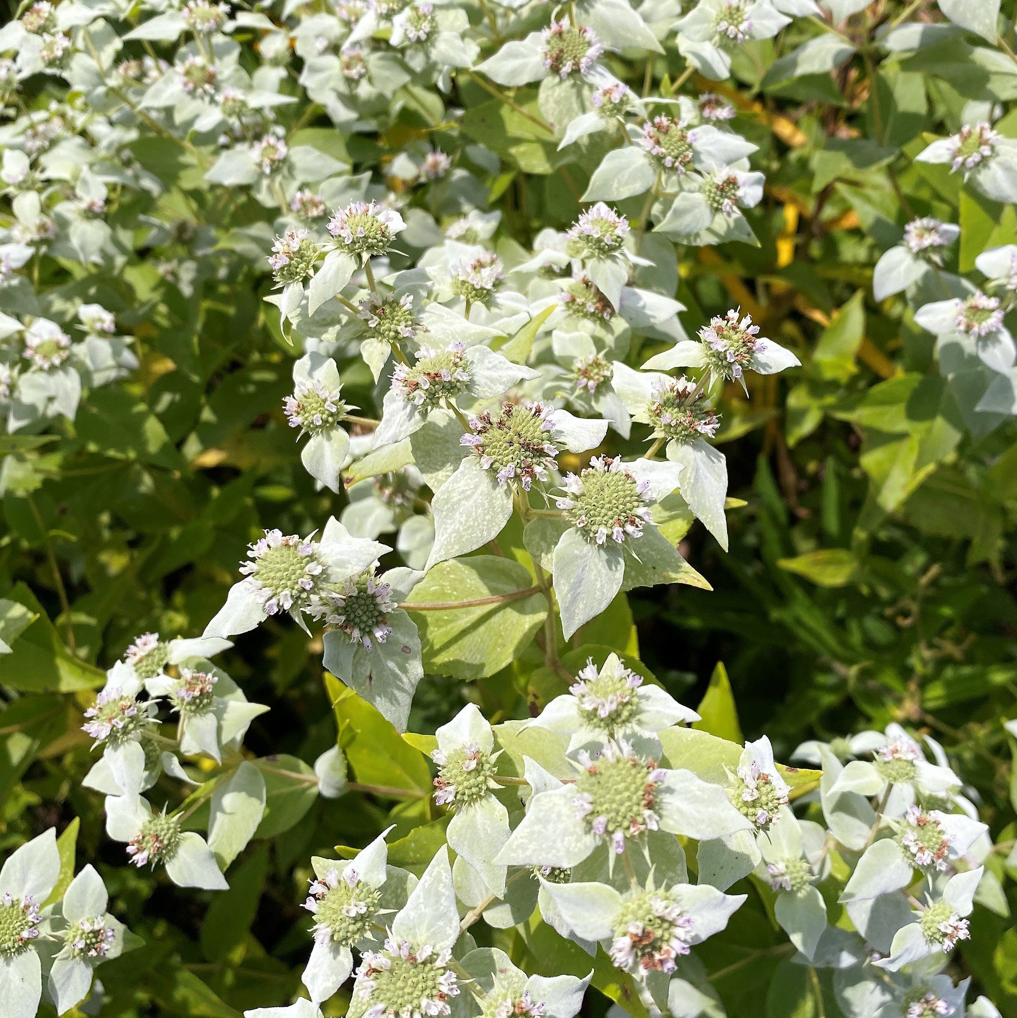 Pycnanthemum muticum 1G