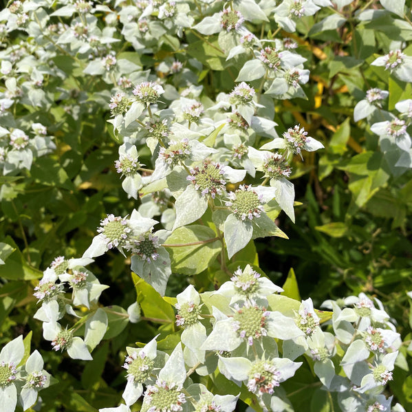 Pycnanthemum muticum 1G