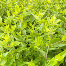 Pycnanthemum muticum 1G