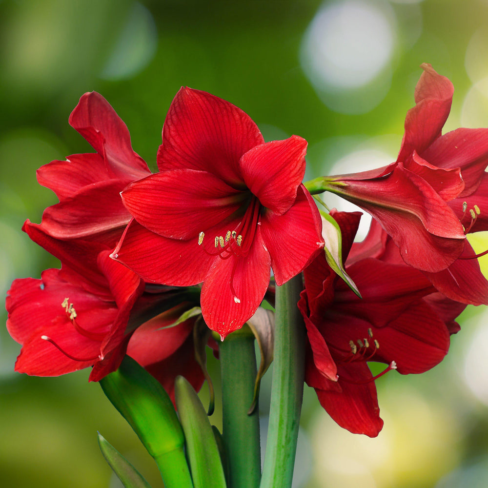 Amaryllis - Holiday Cheer Collection: 3 Bulbs