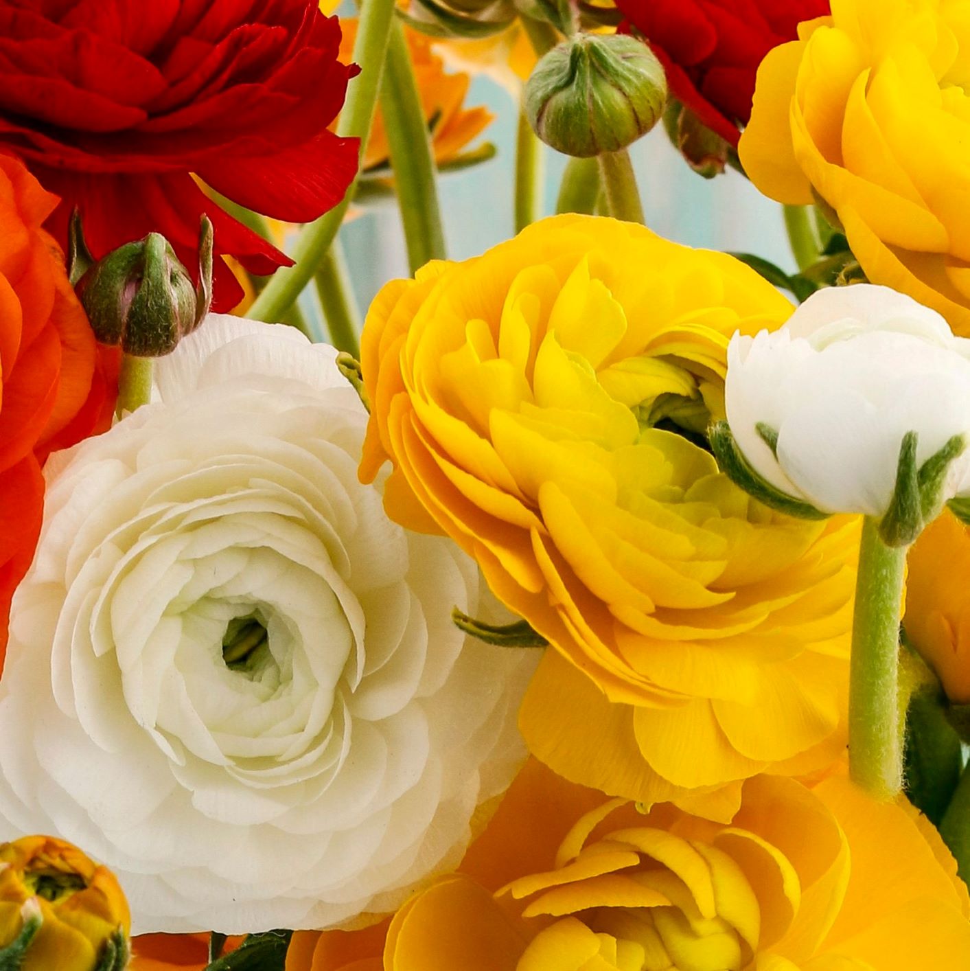 Ranunculus - Tecolote Fire & Ice Collection: 30 Corms