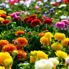 Ranunculus - Tecolote Rainbow Mix: 10 Corms