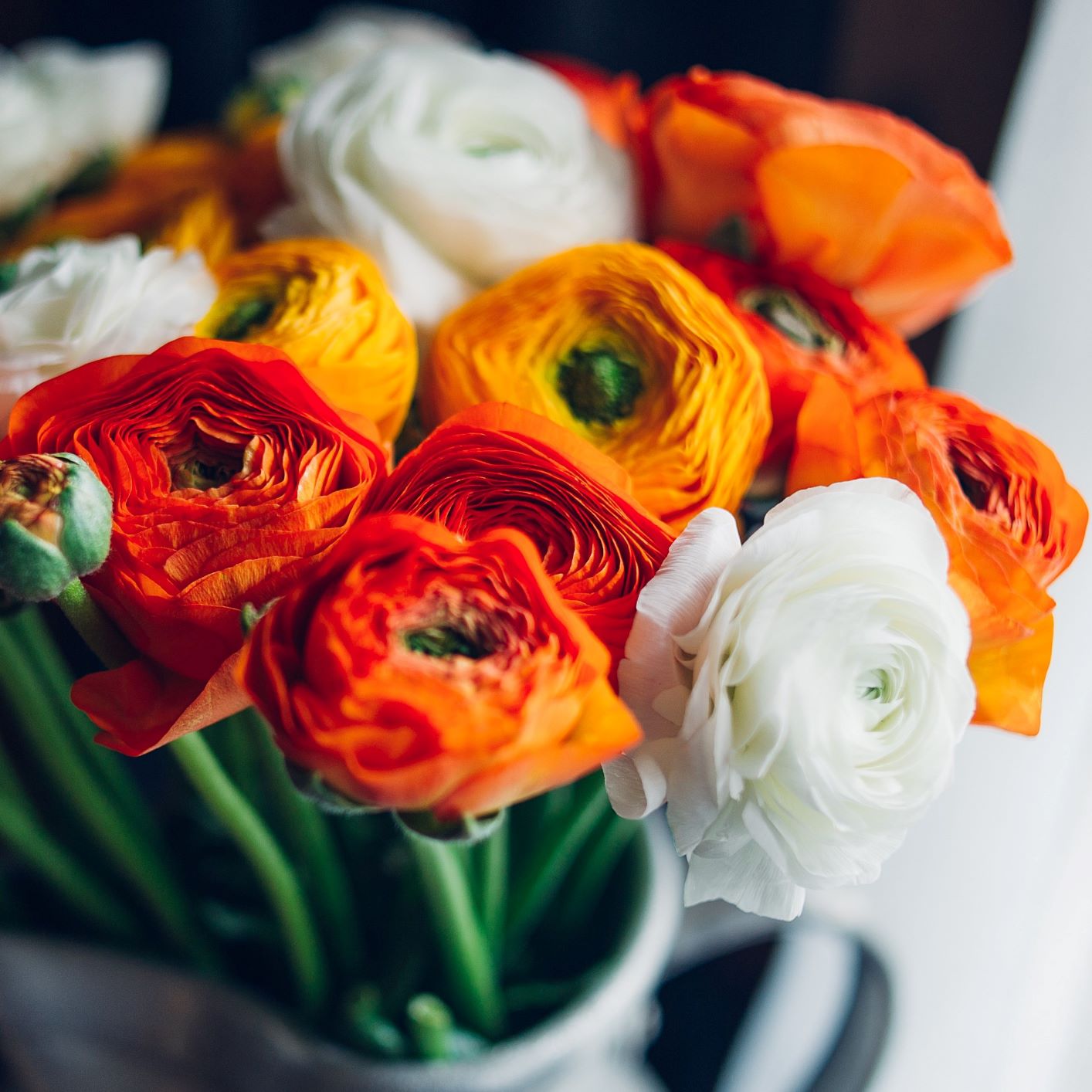 Ranunculus - Tecolote Fire & Ice Collection: 30 Corms