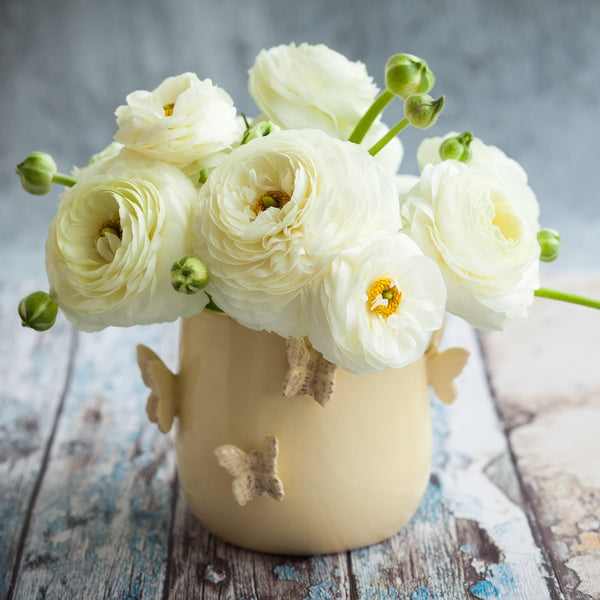 Ranunculus - Tecolote White: 10 Corms