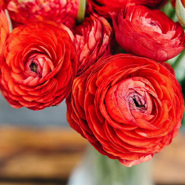 Ranunculus - Tecolote Red: 10 Corms