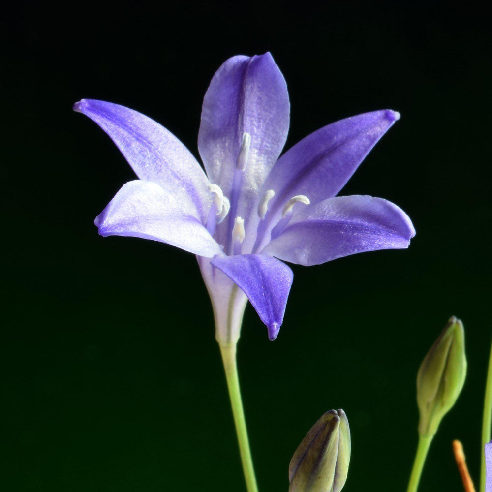 Triteleia - Queen Fabiola: 20 Bulbs