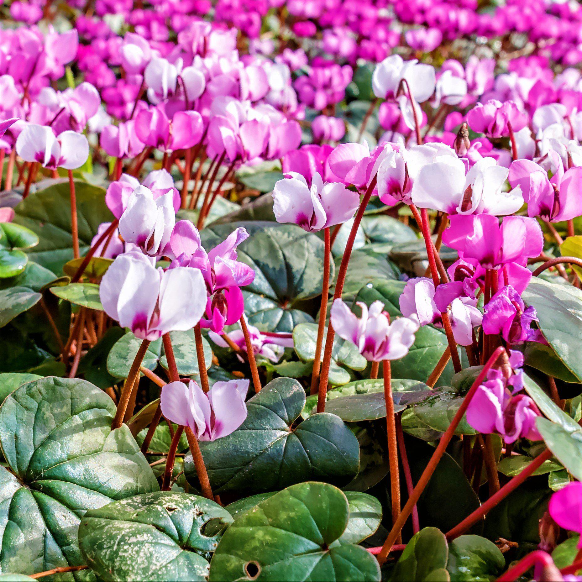 Cyclamen - Angel Flutter Mix: 3 Bulbs