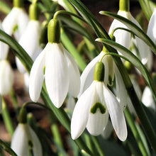 Galanthus - Common Snowdrop Nivalis: 10 Bulbs