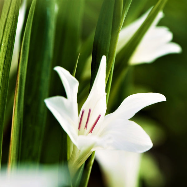 Gladiolus - Nanus Hardy Easy to Grow Mix: 30 Bulbs