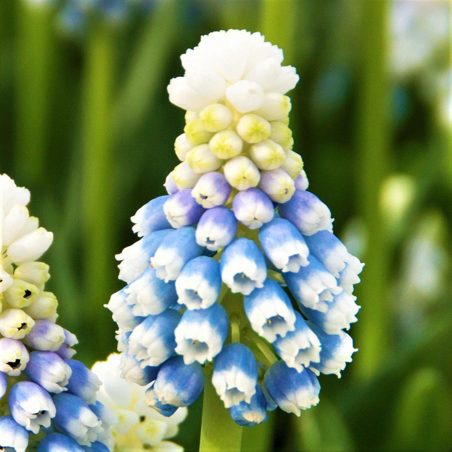 Muscari - Grape Hyacinth Mt. Lady: 10 Bulbs