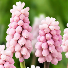 Muscari - Grape Hyacinth Pink Surprise: 10 Bulbs