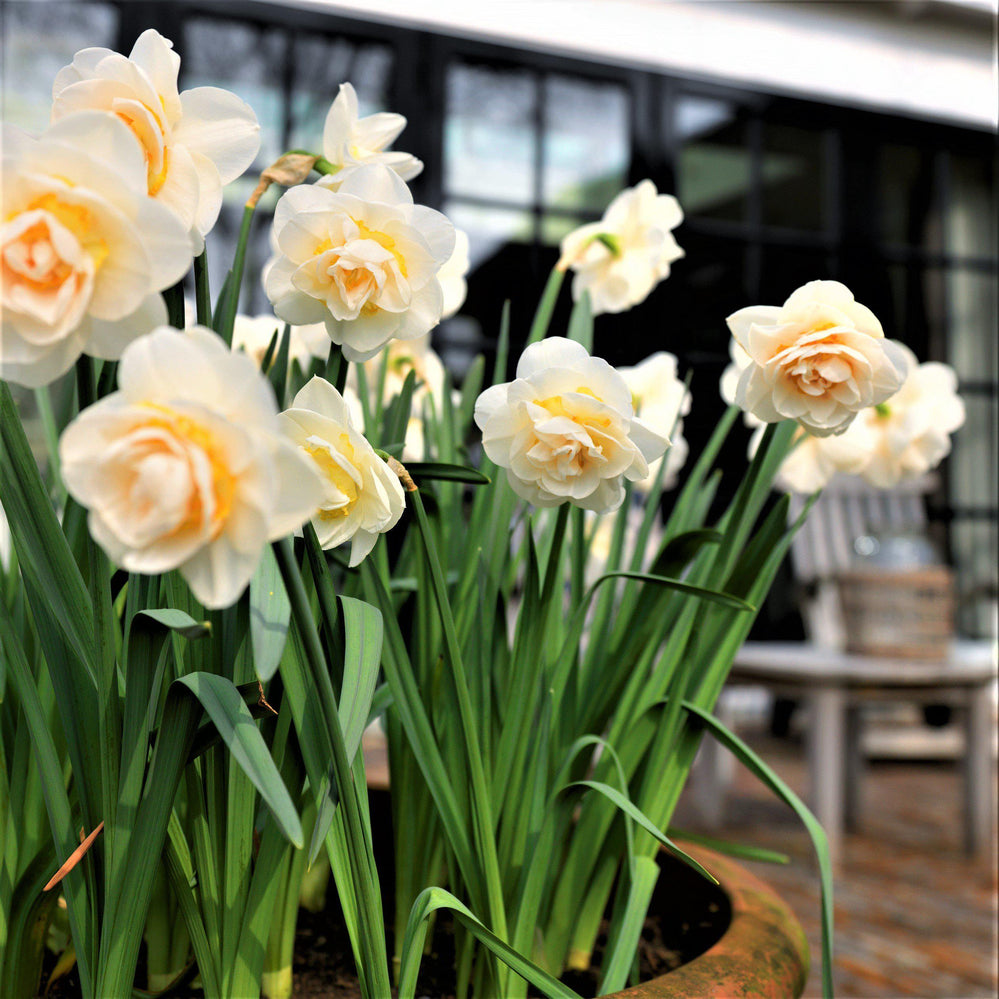 Narcissus - Daffodil Bridal Crown: 10 Bulbs