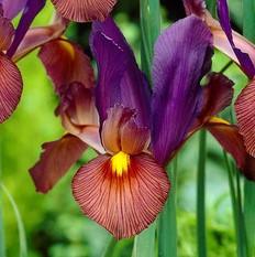 Dutch Iris - Eye of the Tiger: 20 Bulbs