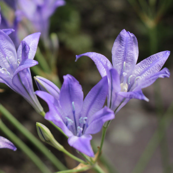 Triteleia - Queen Fabiola: 20 Bulbs