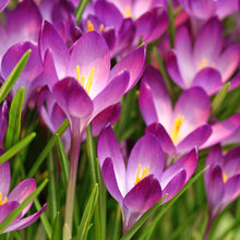 Crocus - Ruby Giant (Fragrant): 20 Bulbs